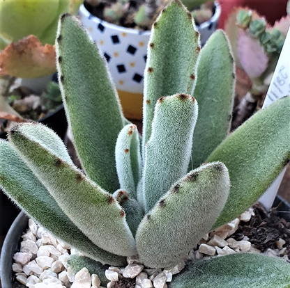 Kalanchoe Tomentosa 100mm