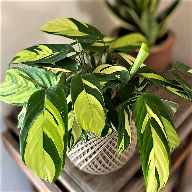 Ctenanthe Pilosa Golden Mosaic 100mm