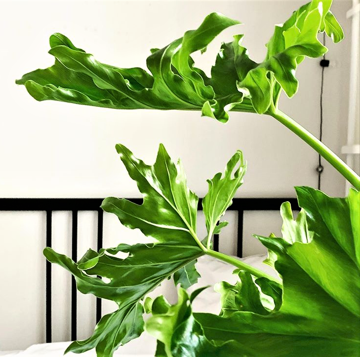 Philodendron Hope 200mm