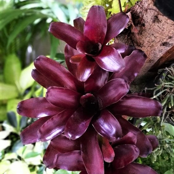 Bromeliad Neo Fireball 120mm