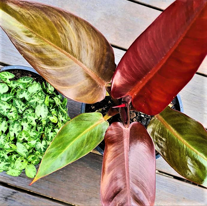 Philodendron Sun Red 130mm