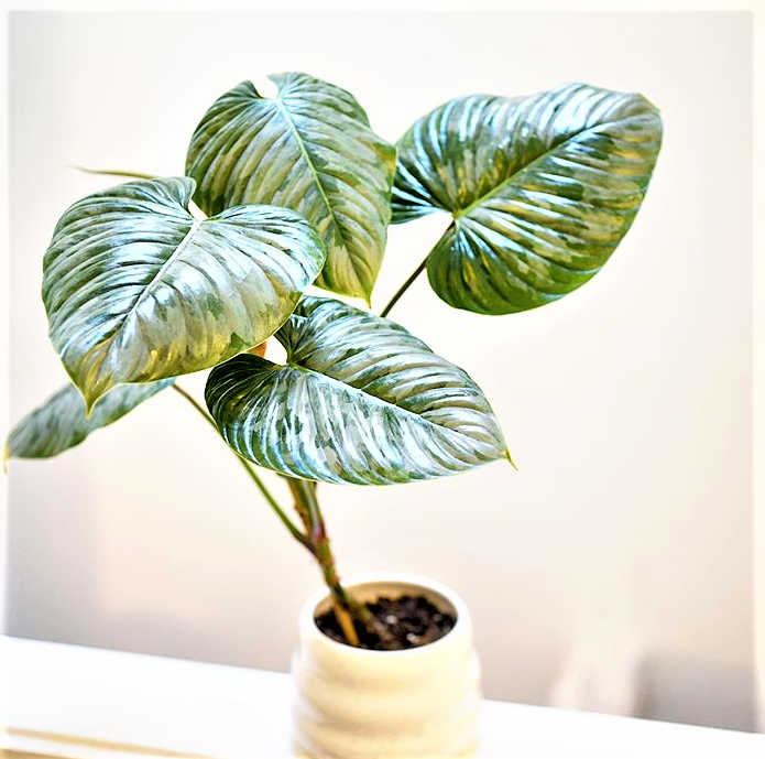 Philodendron Sodiroi 180mm