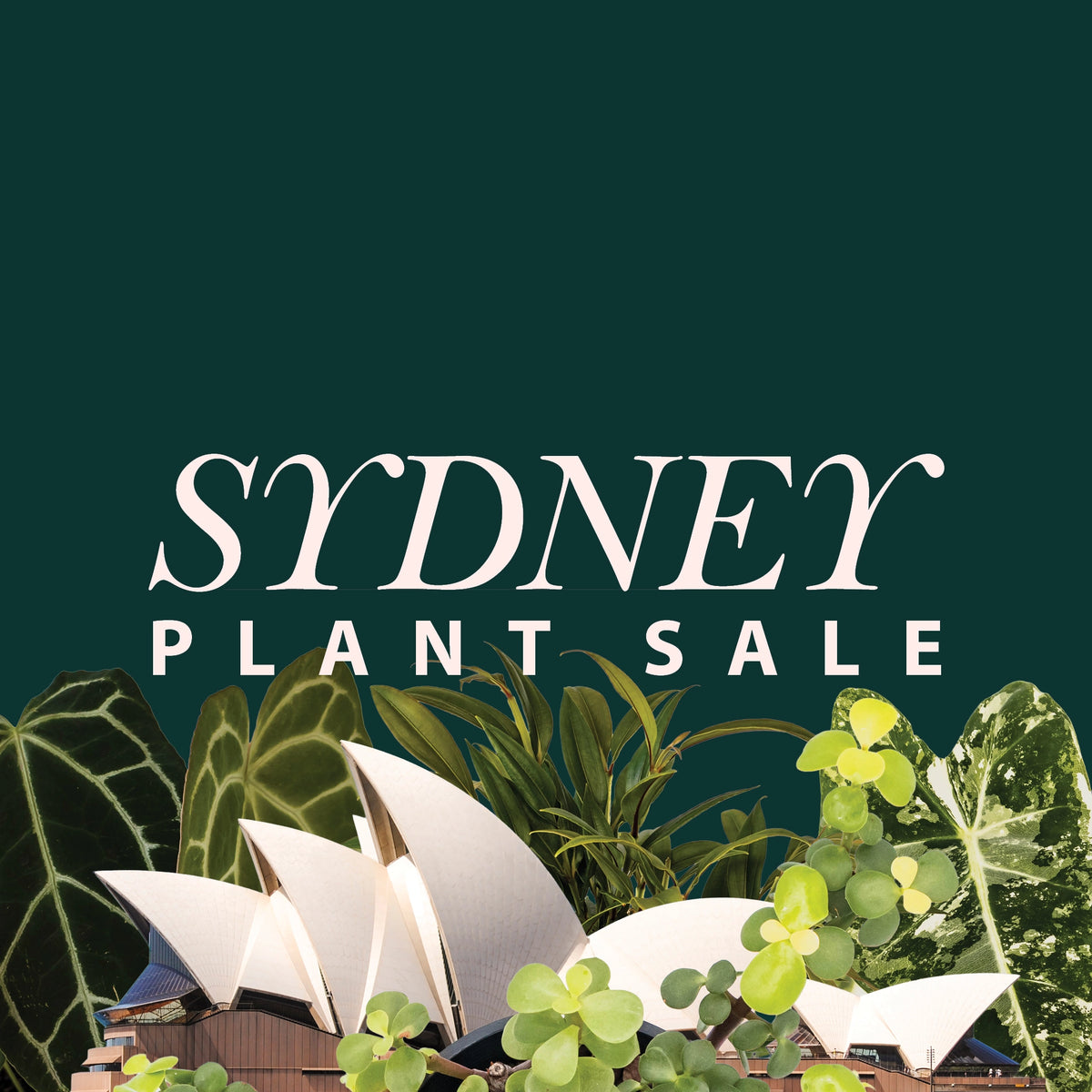 Sydney Plant Sale - Friday