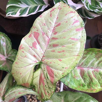 Syngonium Confetii 70mm