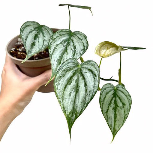 Philodendron Brandtianum 70mm