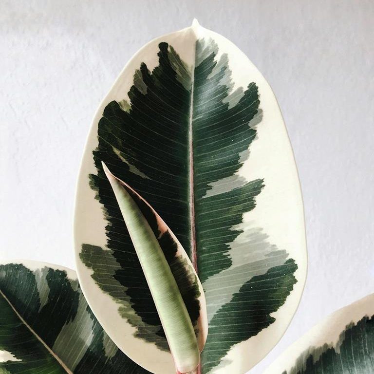 Ficus Tineke - Variegated Rubber Plant 200mm