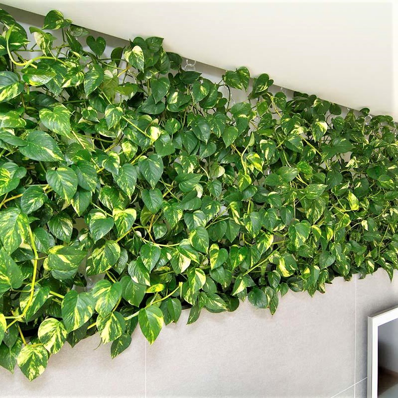 Pothos Devils Ivy - Epipremnum Aureum 200mm HB