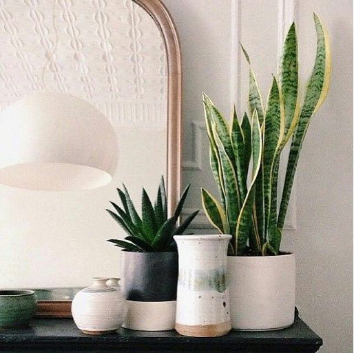 Sansevieria Trifasciata Laurentii 200mm