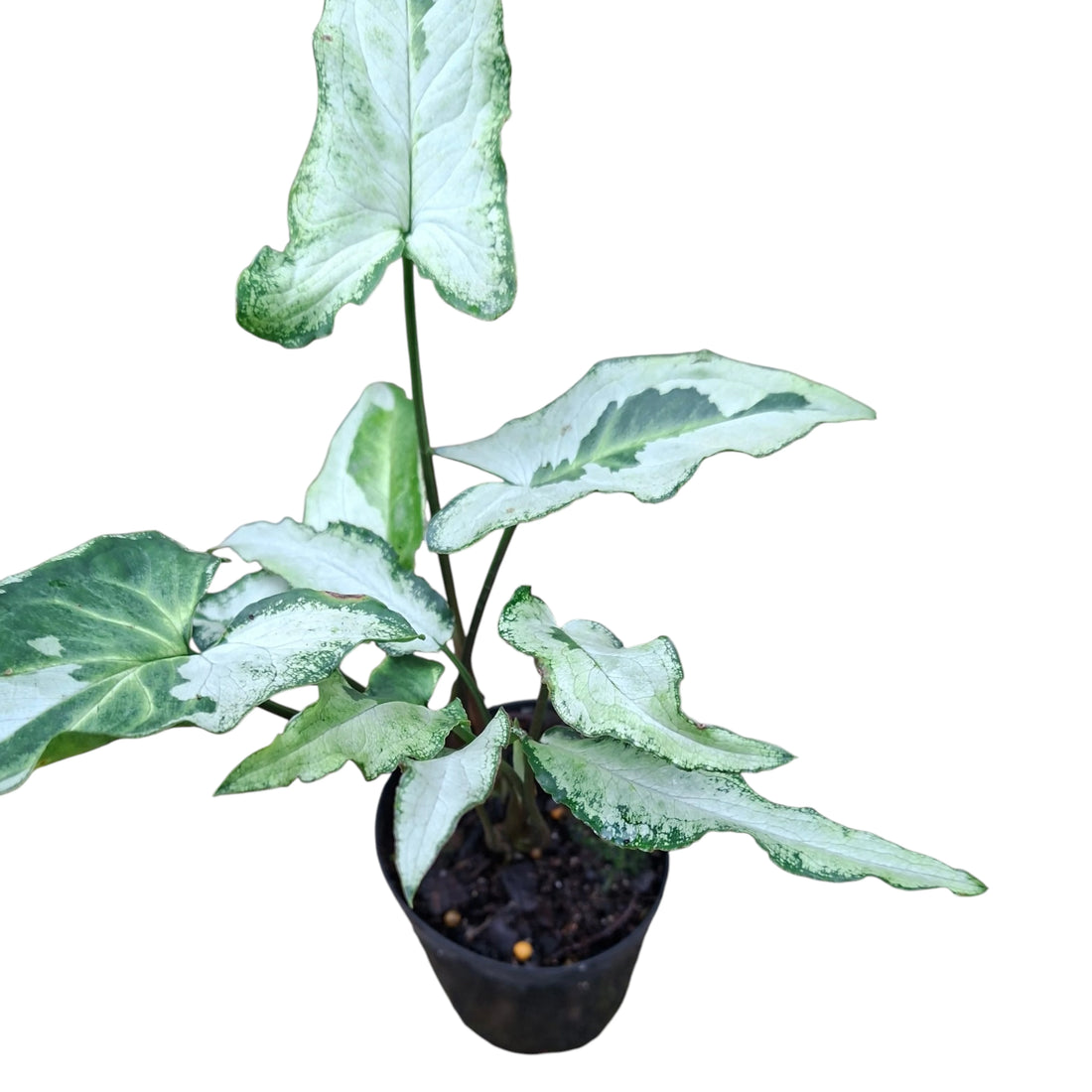 Syngonium 3 Kings 70mm