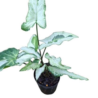 Syngonium 3 Kings 70mm