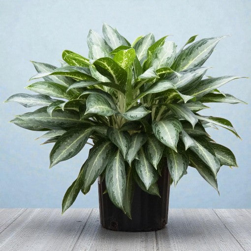 Aglaonema White Rain 100mm