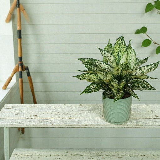 Aglaonema White Valentine 100mm