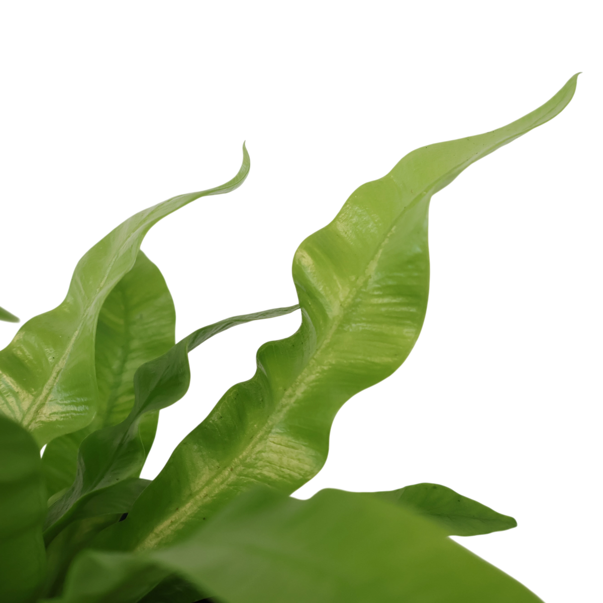 Asplenium Nidus Crispy Wave 100mm