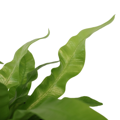 Asplenium Nidus Crispy Wave 100mm