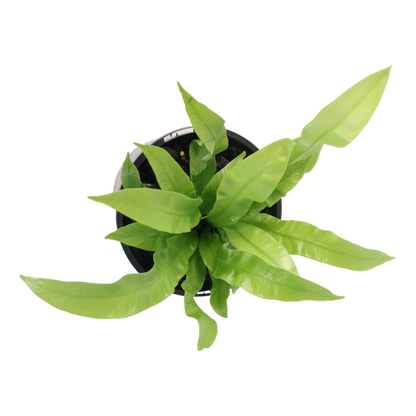 Asplenium Nidus Crispy Wave 100mm