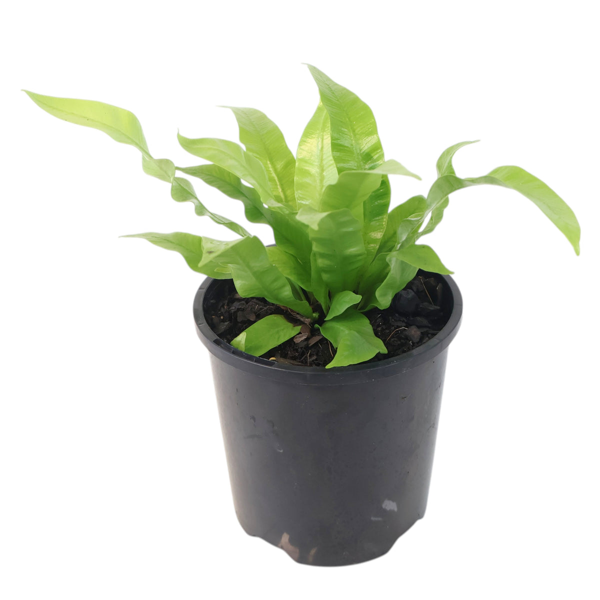 Asplenium Nidus Crispy Wave 100mm
