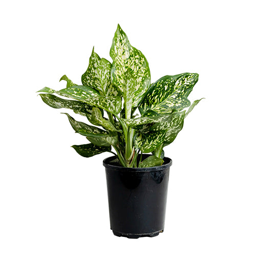 Aglaonema White Valentine 100mm