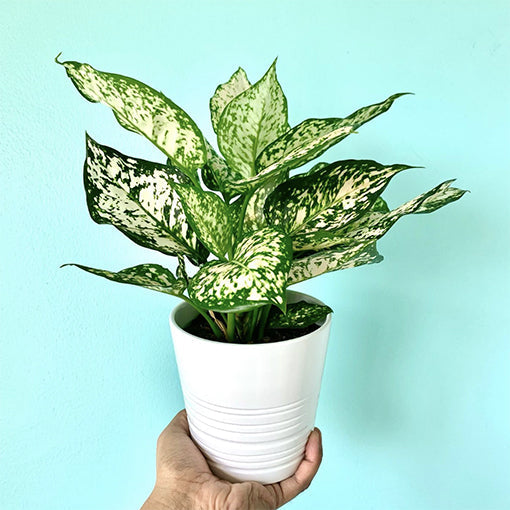 aglaonema eileen Aglaonema Eileen 100mm