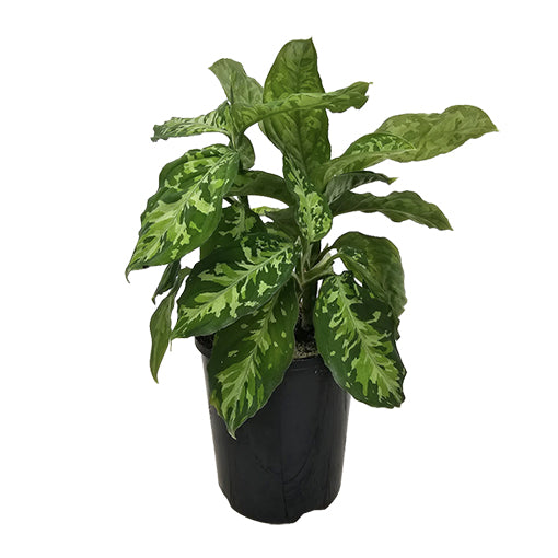Aglaonema Pictum Tricolour 140mm