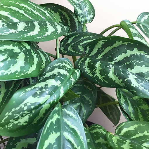 Aglaonema Emerald Beauty 200mm