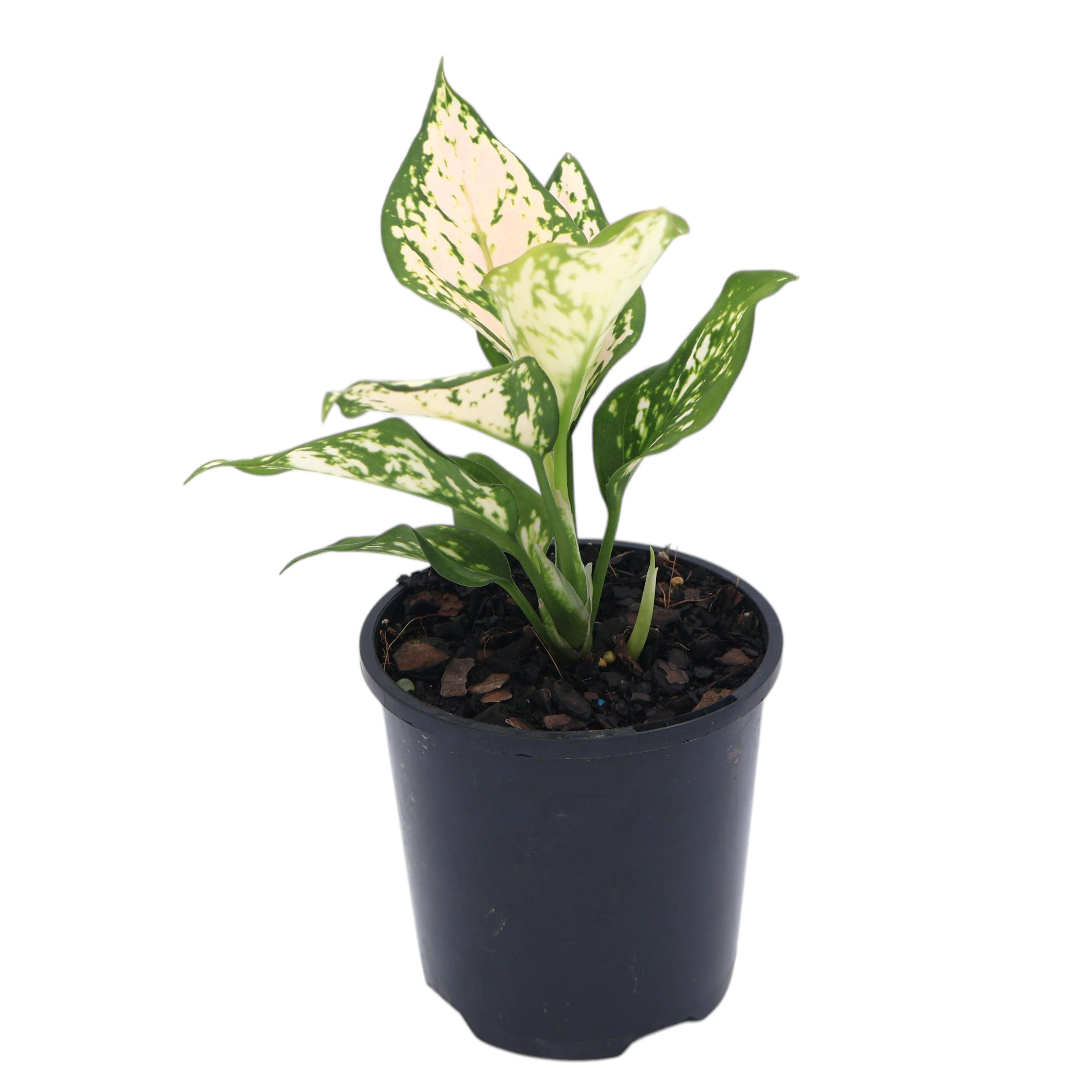 Aglaonema Eileen 100mm