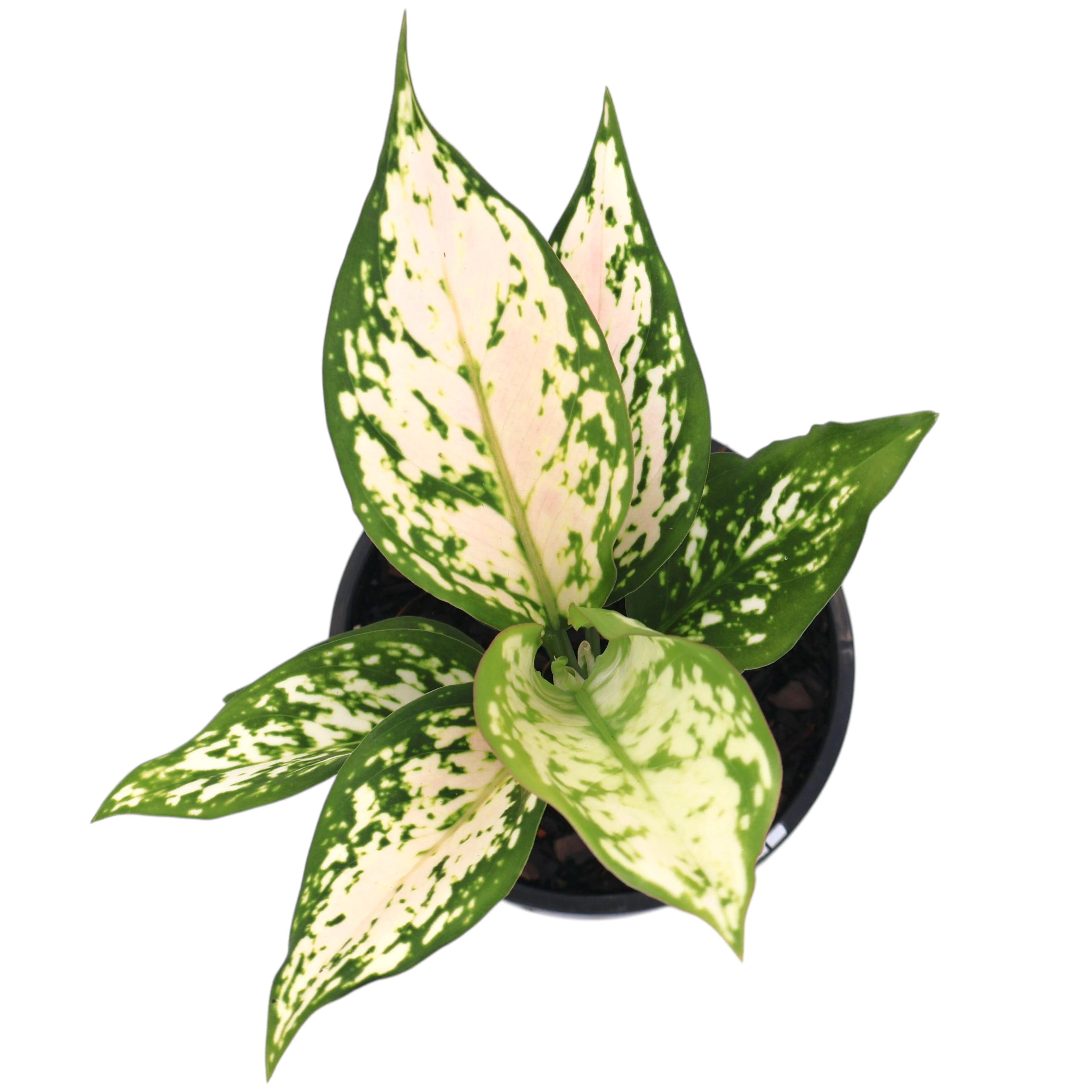 Aglaonema Eileen 100mm