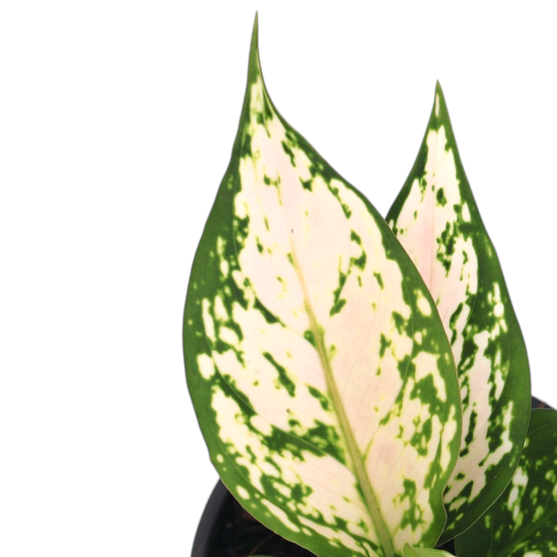 Aglaonema Eileen 100mm