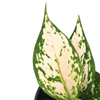 Aglaonema Eileen 100mm