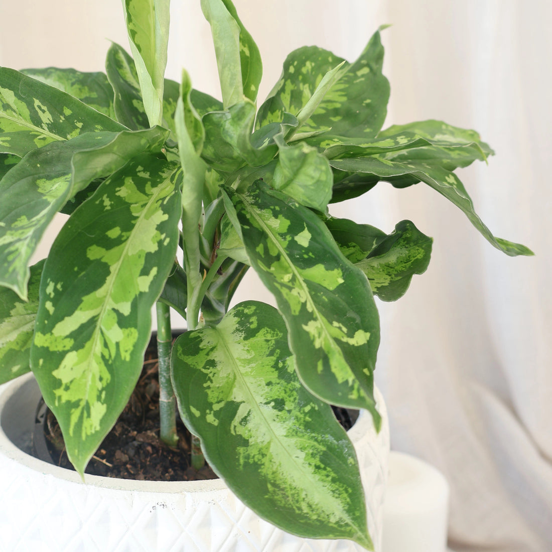 Aglaonema Pictum Tricolour 140mm