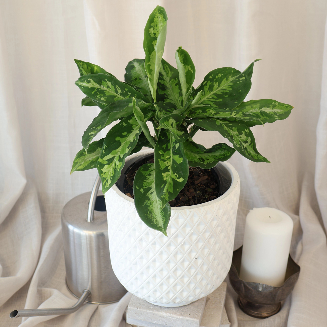 Aglaonema Pictum Tricolour 140mm