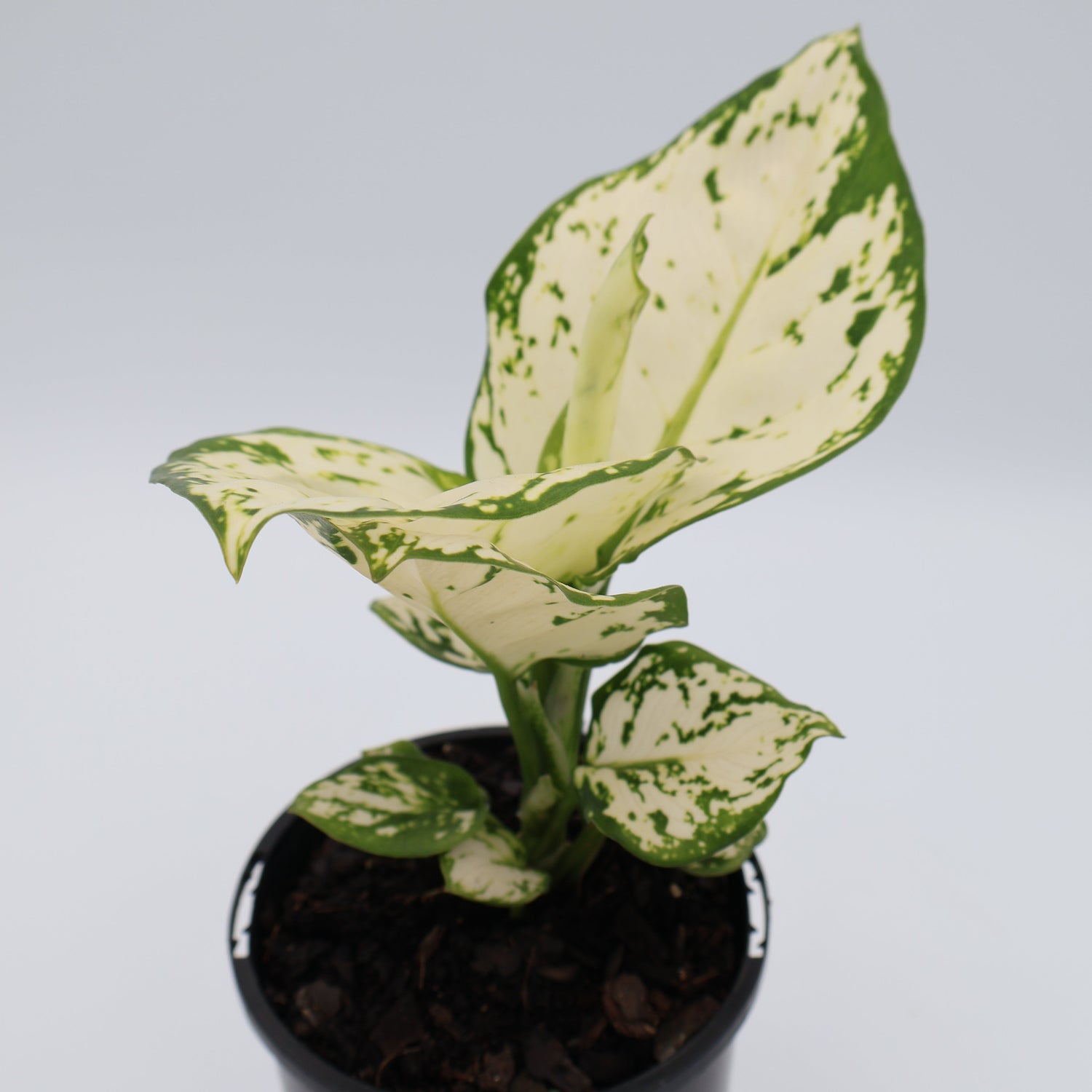 Aglaonema White Valentine 100mm