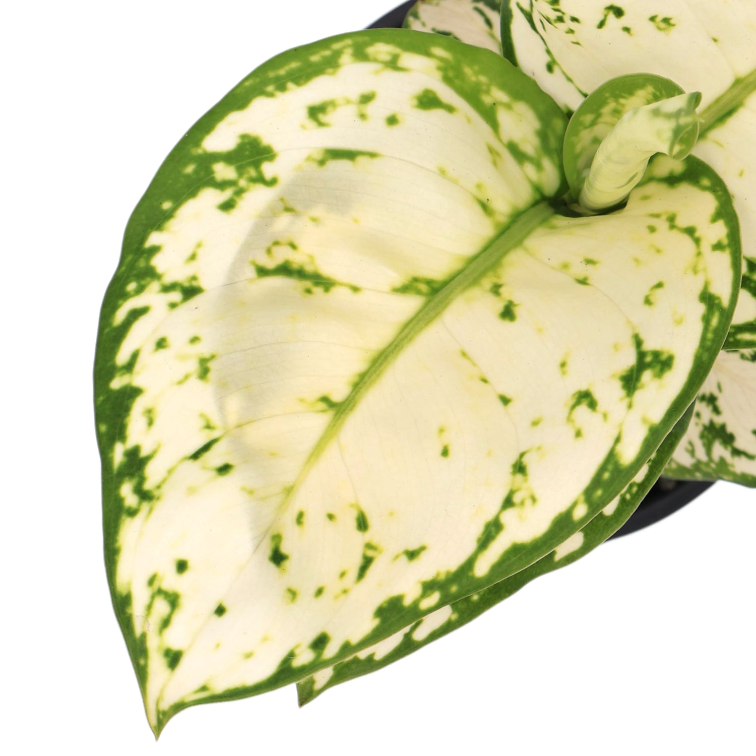 Aglaonema White Valentine 100mm
