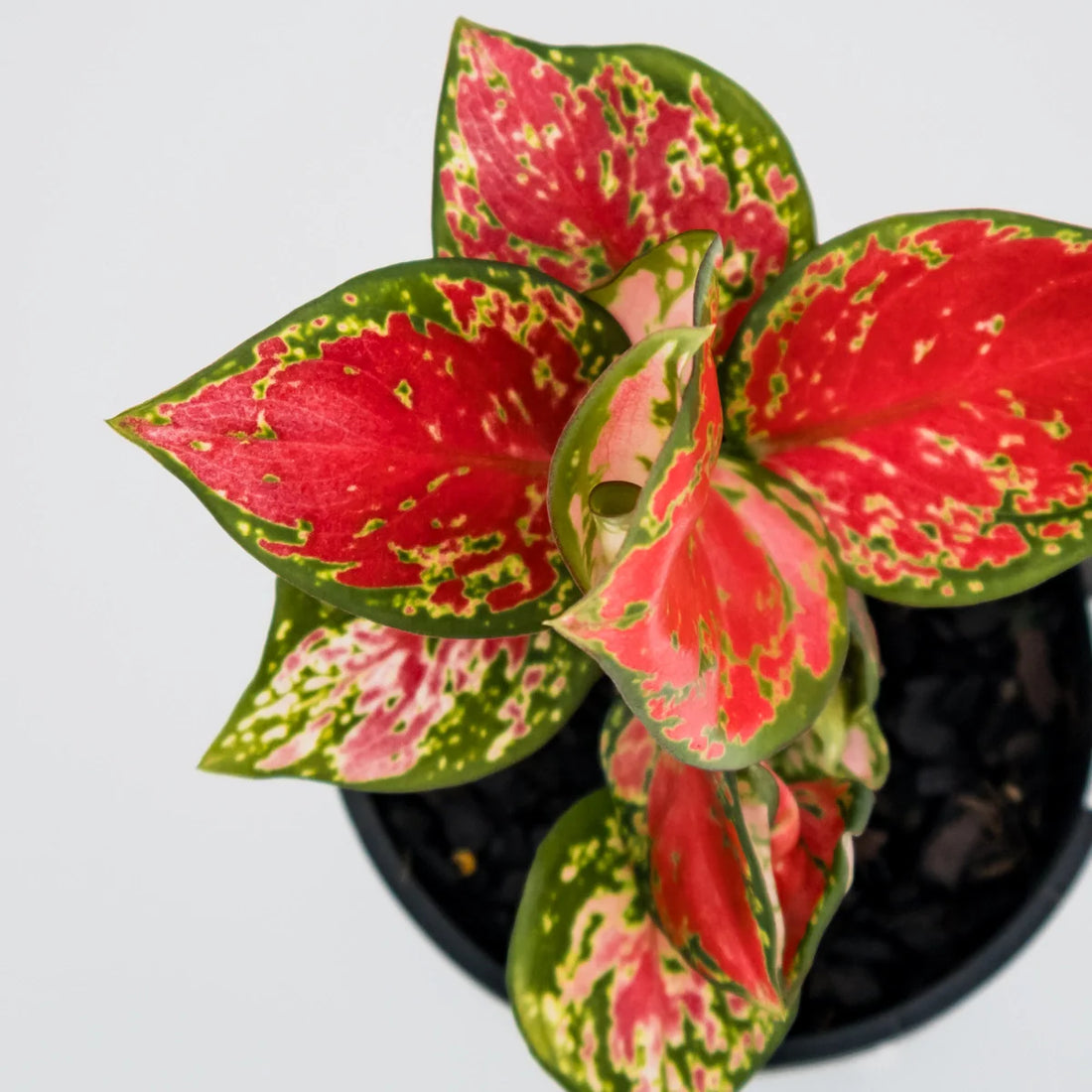 Aglaonema Crimson Valentine 100mm