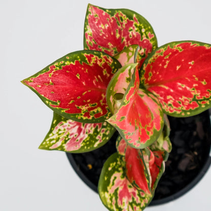 Aglaonema Crimson Valentine 100mm