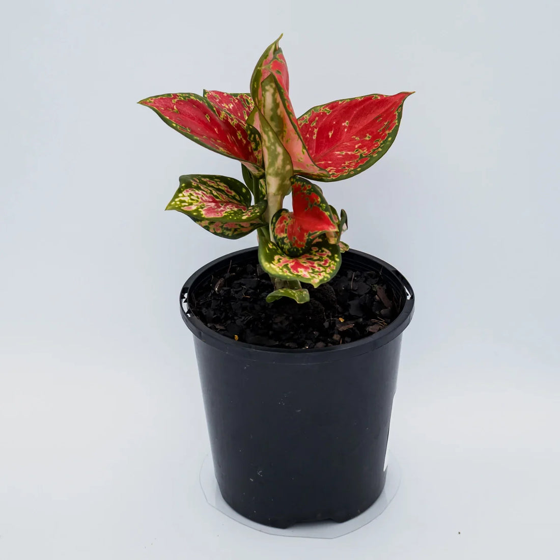 Aglaonema Crimson Valentine 100mm