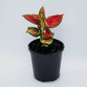 Aglaonema Crimson Valentine 100mm