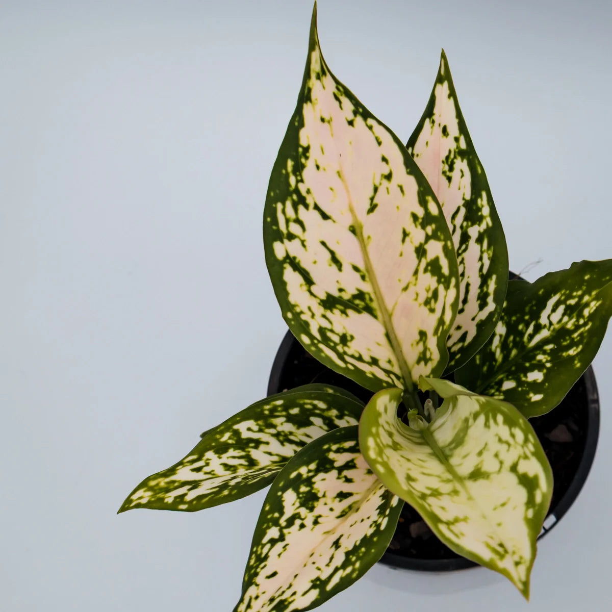 Aglaonema Eileen 100mm