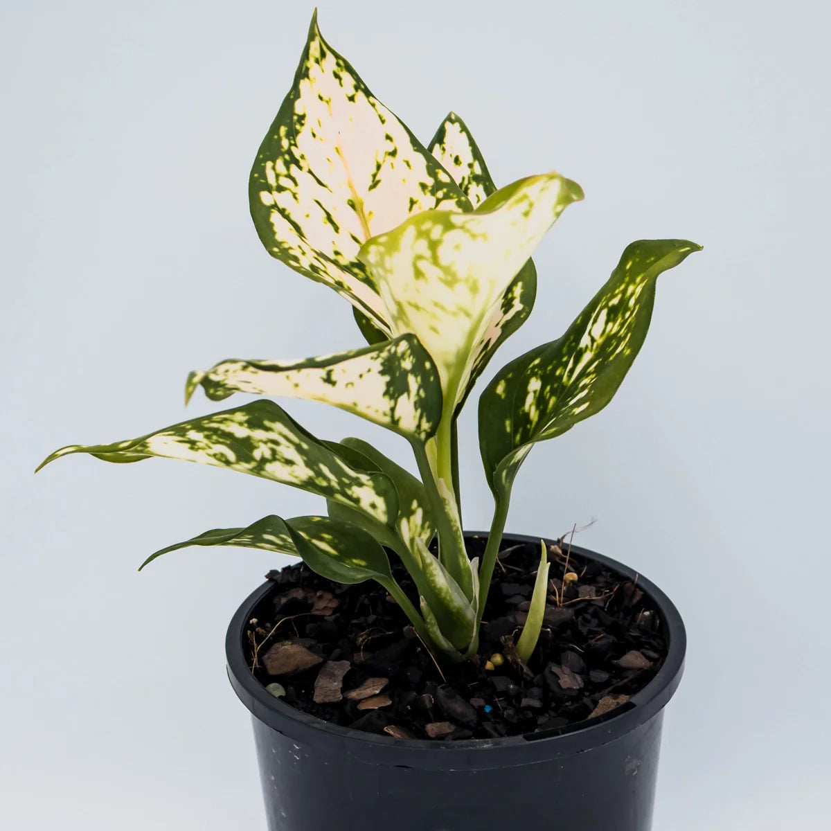Aglaonema Eileen 100mm