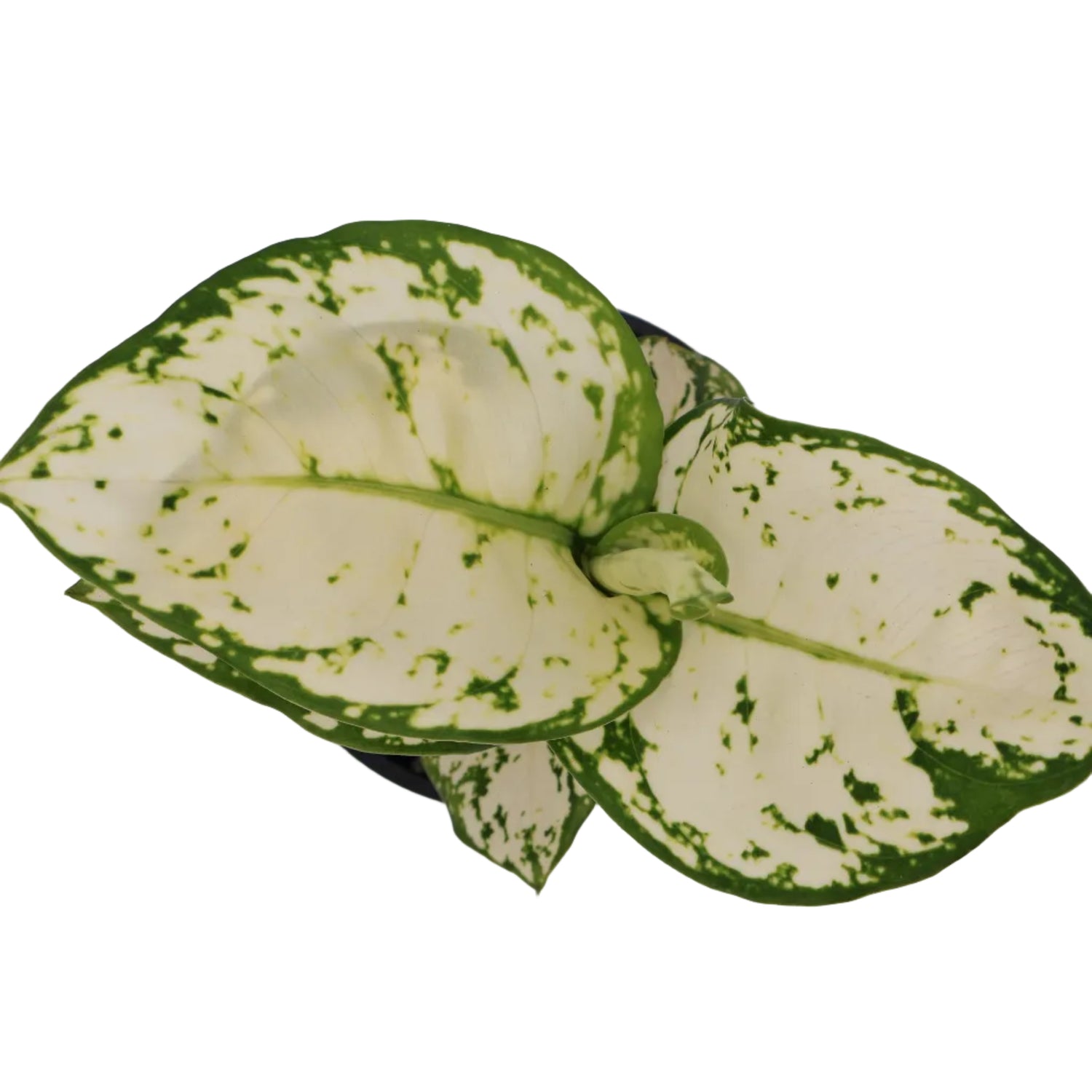 Aglaonema White Valentine 100mm