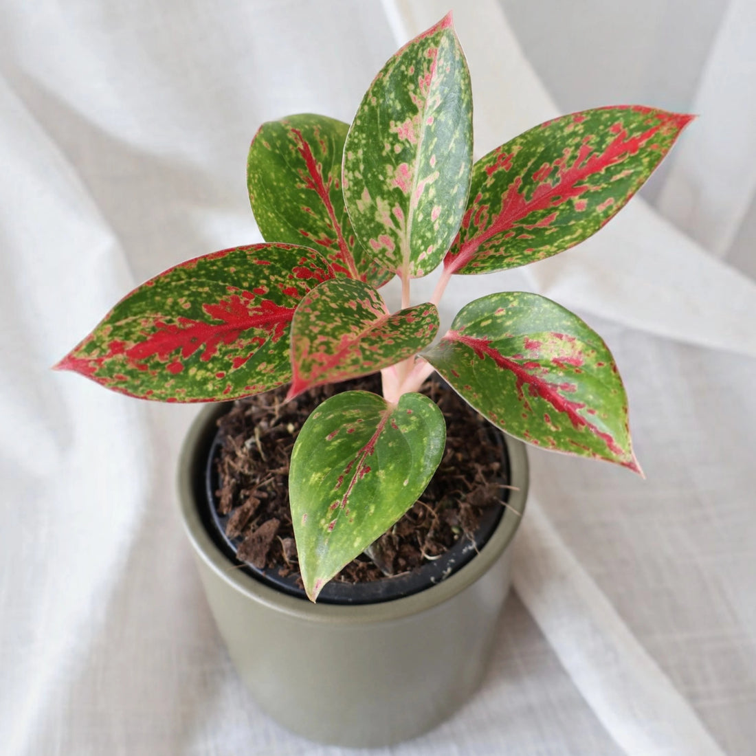 Aglaonema Fireworks 90mm
