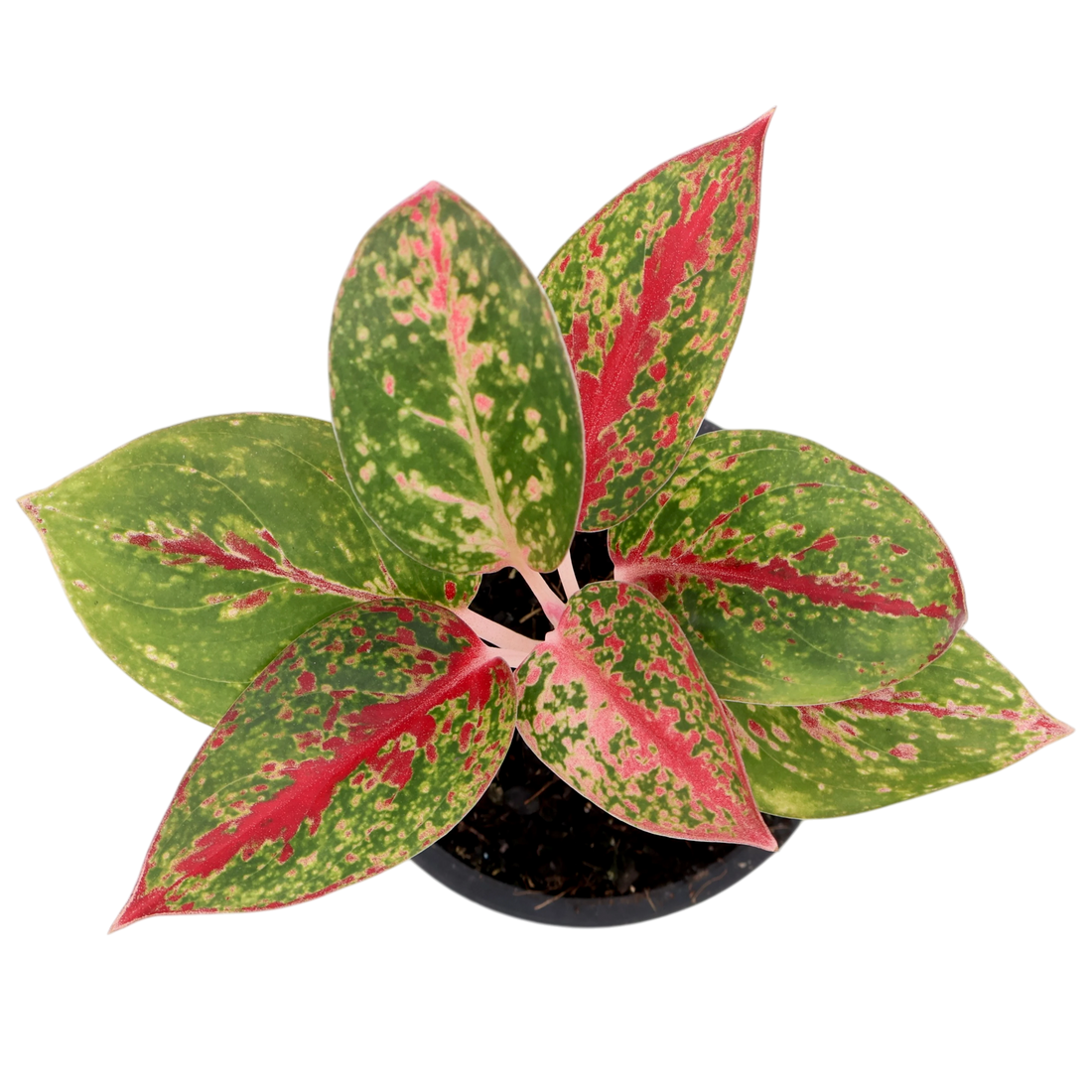 Aglaonema Fireworks 90mm