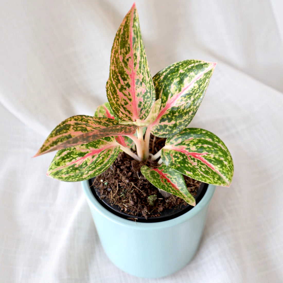 Aglaonema Golden Powder