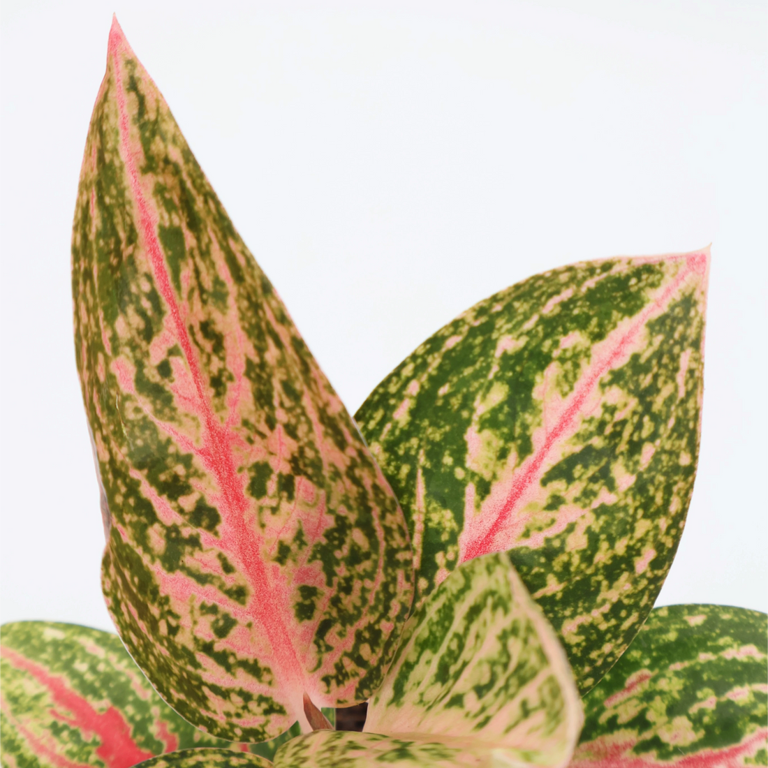 Aglaonema Golden Powder