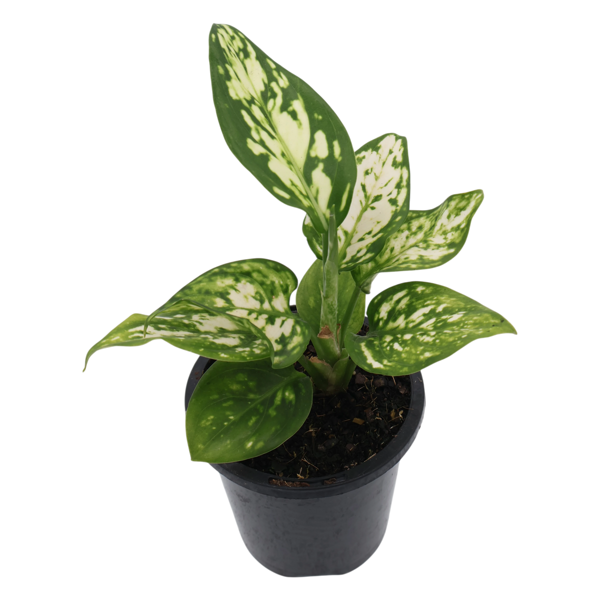 Aglaonema Silver Cosmetics 90mm