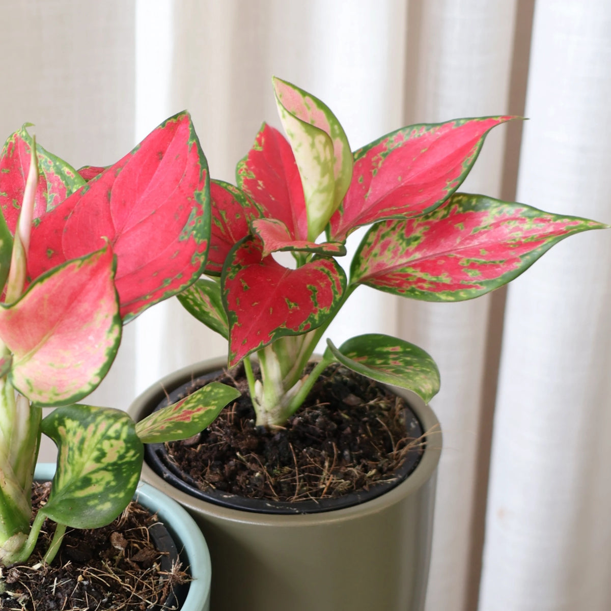 Aglaonema Sunshine 90mm