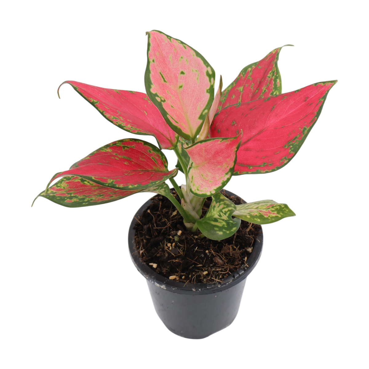 Aglaonema Sunshine 90mm