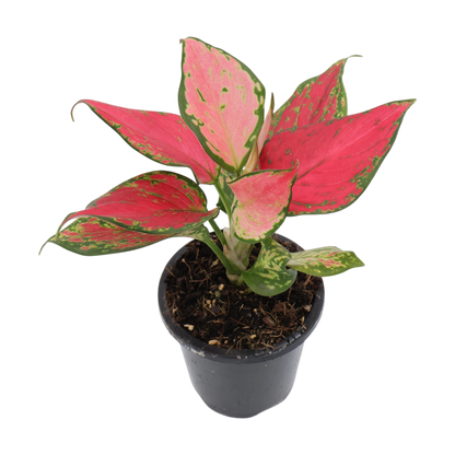 Aglaonema Sunshine 90mm