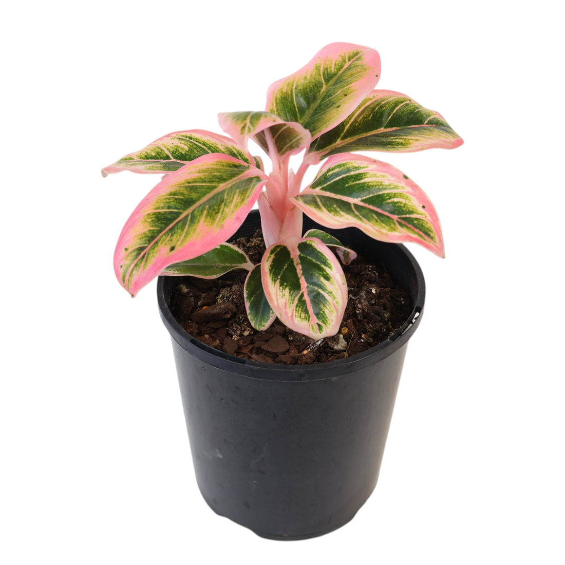 Aglaonema commutatum Lotus Delight 125mm