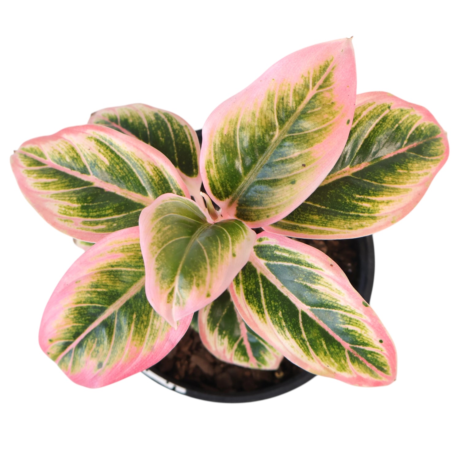 Aglaonema commutatum Lotus Delight 125mm