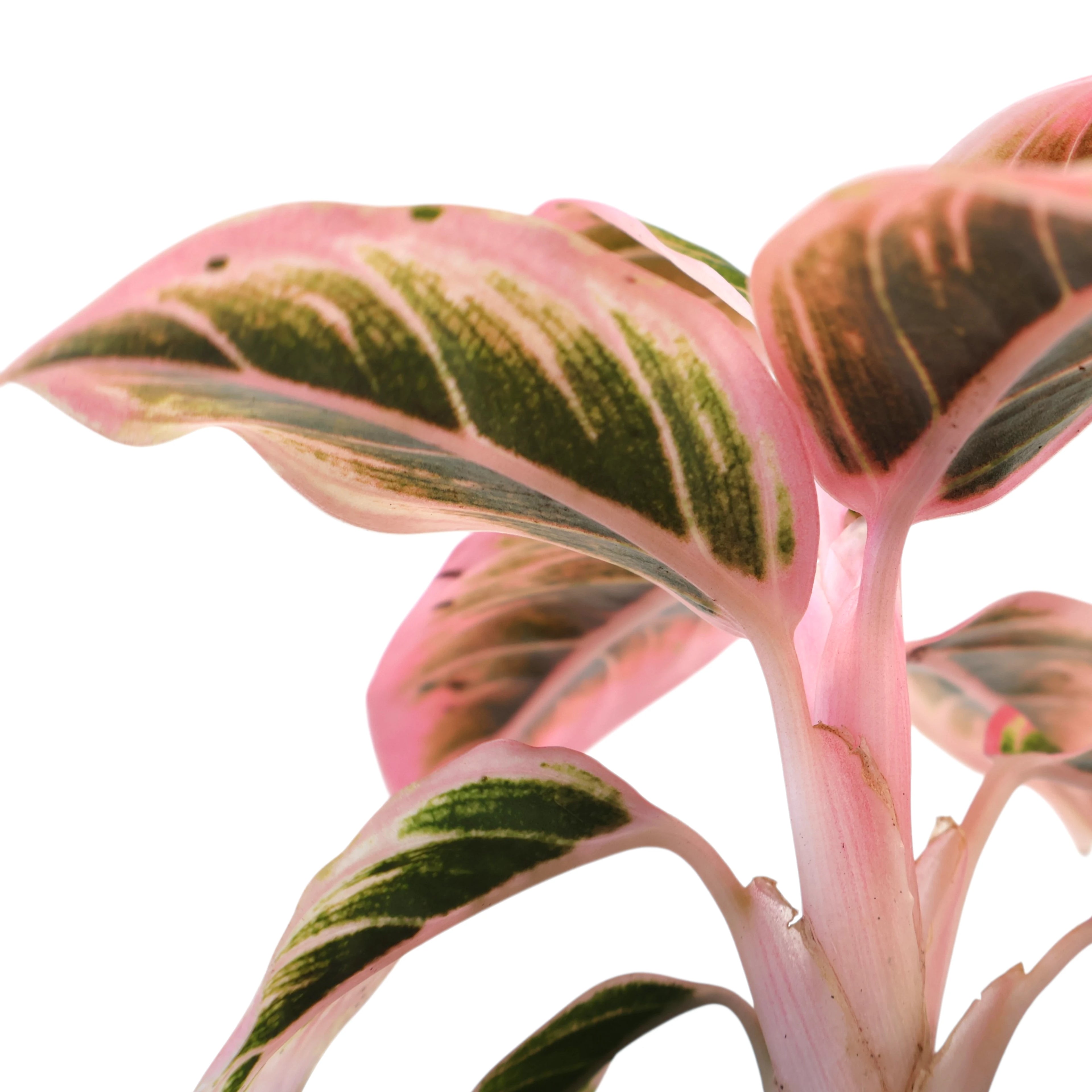 Aglaonema commutatum Lotus Delight 125mm